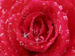 raindrops-on-a-red-rose[1]