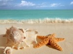 sea-shells-and-starfish[1]