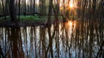 sunrise-through-forest-trees_1286225822