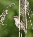 Bosrietzanger160514A